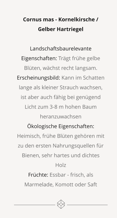 Cornus mas - Kornelkirsche / Gelber Hartriegel  Landschaftsbaurelevante Eigenschaften: Trägt frühe gelbe Blüten, wächst recht langsam. Erscheinungsbild: Kann im Schatten lange als kleiner Strauch wachsen, ist aber auch fähig bei genügend Licht zum 3-8 m hohen Baum heranzuwachsen Ökologische Eigenschaften: Heimisch, frühe Blüten gehören mit zu den ersten Nahrungsquellen für Bienen, sehr hartes und dichtes Holz Früchte: Essbar - frisch, als Marmelade, Komott oder Saft