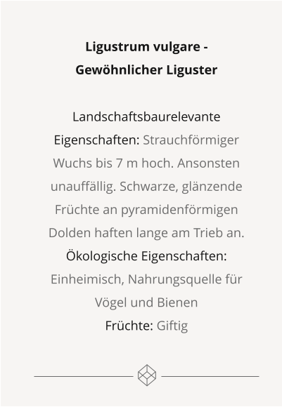 Ligustrum vulgare -  Gewöhnlicher Liguster  Landschaftsbaurelevante Eigenschaften: Strauchförmiger Wuchs bis 7 m hoch. Ansonsten unauffällig. Schwarze, glänzende Früchte an pyramidenförmigen Dolden haften lange am Trieb an. Ökologische Eigenschaften: Einheimisch, Nahrungsquelle für Vögel und Bienen Früchte: Giftig