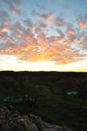 Getrocknete und abgesackte Zapfen der Weißtanne im Sonnenuntergang