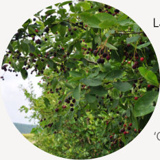Kupferfelsenbirne mit reifen Beeren