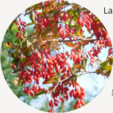 Berberitze in Herbstfärbung
