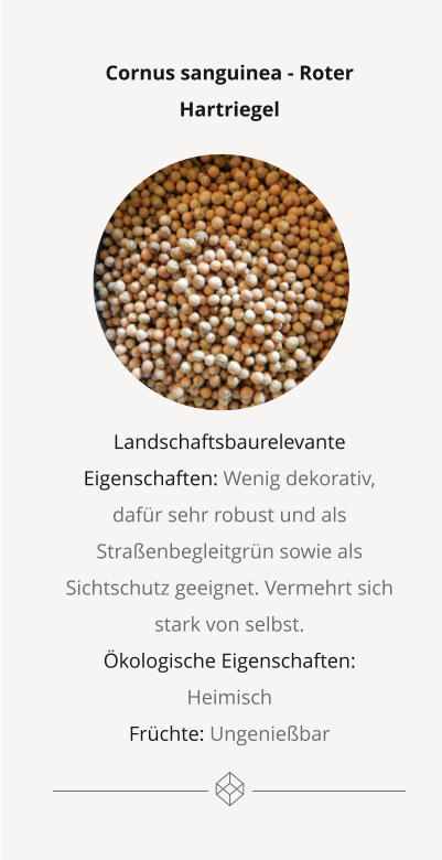 Cornus sanguinea - Roter Hartriegel         Landschaftsbaurelevante Eigenschaften: Wenig dekorativ, dafür sehr robust und als Straßenbegleitgrün sowie als Sichtschutz geeignet. Vermehrt sich stark von selbst.  Ökologische Eigenschaften: Heimisch Früchte: Ungenießbar