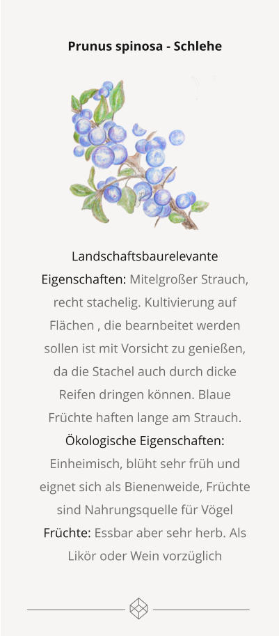 Prunus spinosa - Schlehe         Landschaftsbaurelevante Eigenschaften: Mitelgroßer Strauch, recht stachelig. Kultivierung auf Flächen , die bearnbeitet werden sollen ist mit Vorsicht zu genießen, da die Stachel auch durch dicke Reifen dringen können. Blaue Früchte haften lange am Strauch. Ökologische Eigenschaften: Einheimisch, blüht sehr früh und eignet sich als Bienenweide, Früchte sind Nahrungsquelle für Vögel Früchte: Essbar aber sehr herb. Als Likör oder Wein vorzüglich