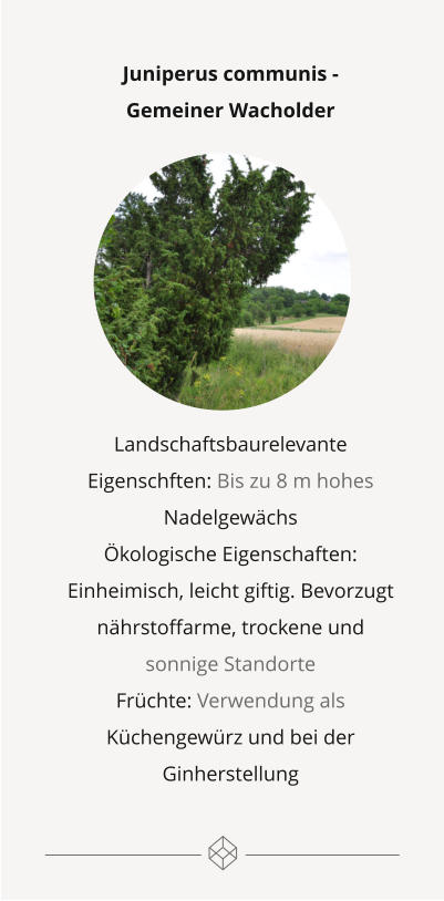 Juniperus communis -  Gemeiner Wacholder         Landschaftsbaurelevante Eigenschften: Bis zu 8 m hohes Nadelgewächs Ökologische Eigenschaften: Einheimisch, leicht giftig. Bevorzugt nährstoffarme, trockene und sonnige Standorte  Früchte: Verwendung als Küchengewürz und bei der Ginherstellung